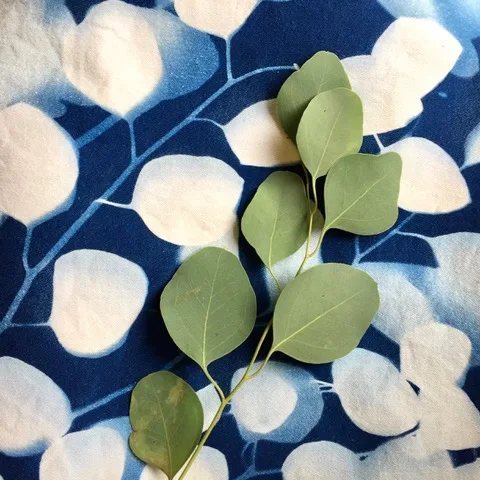Botanical Blueprints: Introduction to Cyanotype