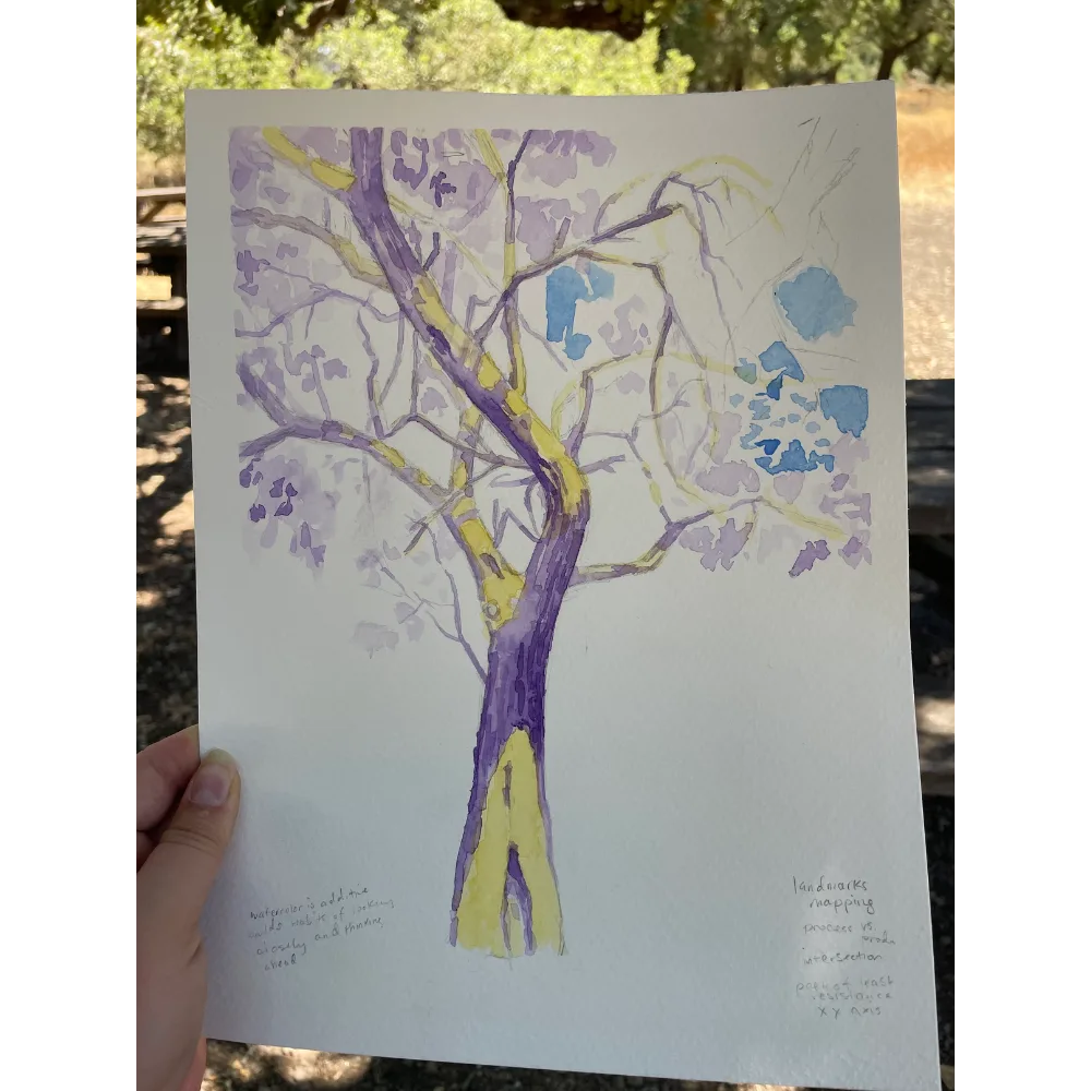 Plein Air Tree Drawing in Mixed Media at Jack London State Park