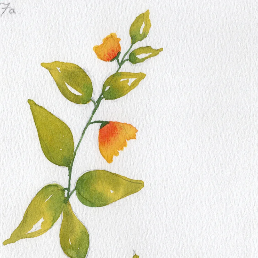 Watercolor for Beginners