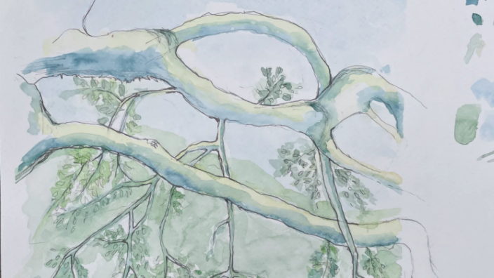 Drawing Trees in Mixed Media at Jack London State Historic Park