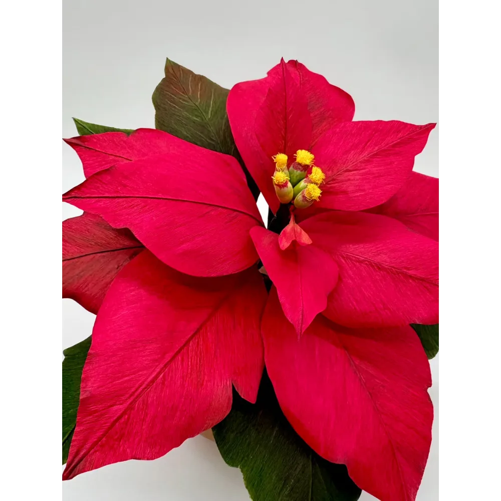 Crepe Paper Flowers: Poinsettia