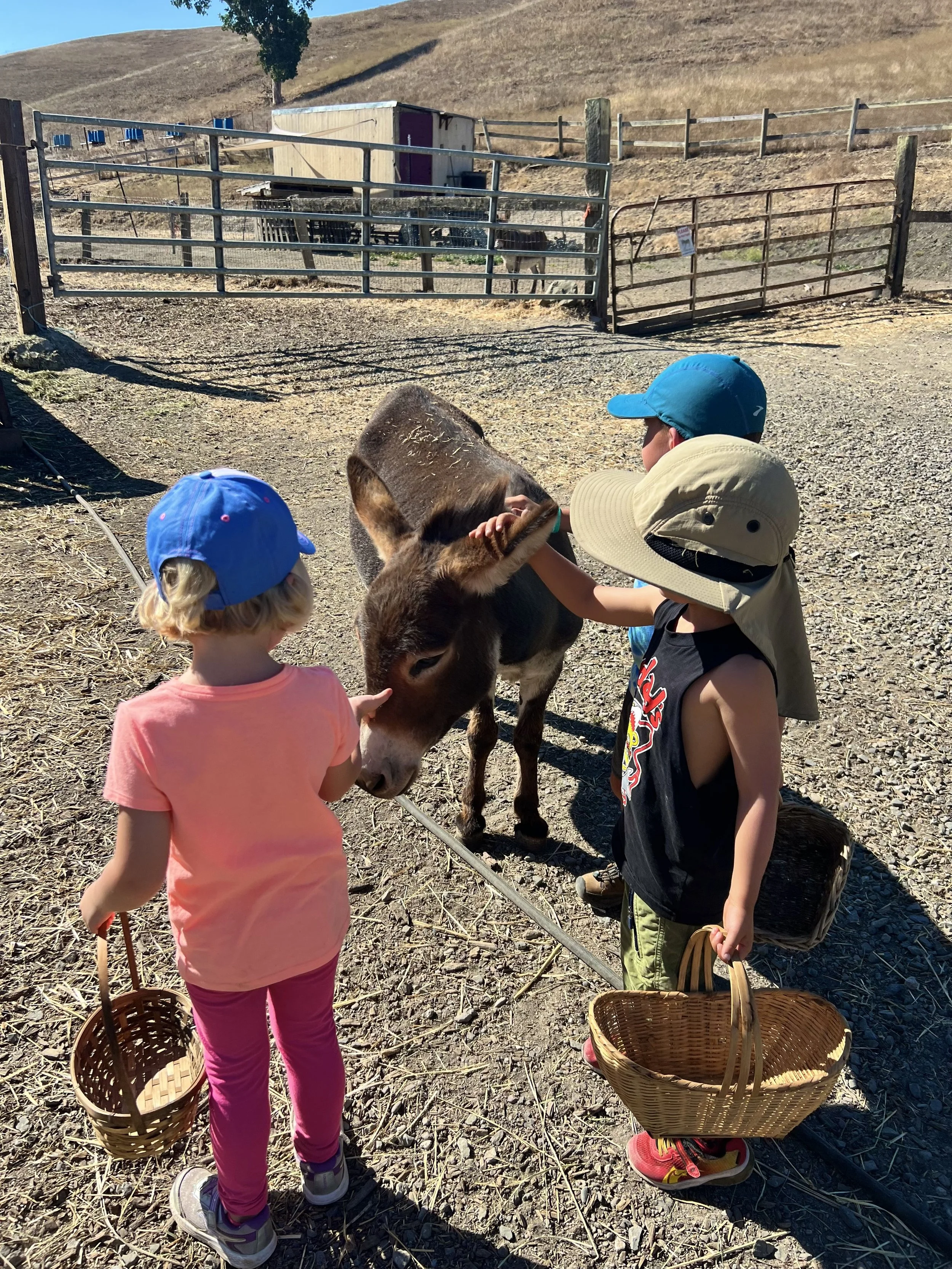 Vilda Sonoma Ranch Camp